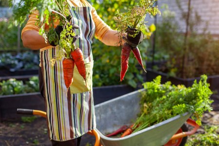 Carrot harvest. Farmer holds red orange organic carrots by wheelbarrow. Gardener picks vegetables from raised beds. Autumnal crop. Copy spaceの写真素材