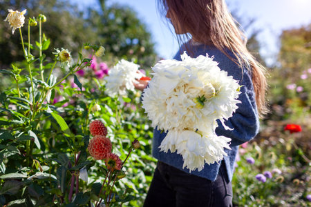 Close up of white dinner plate dahlias flowers. Woman gardener picked bouquet of blooms in autumnal garden.の写真素材