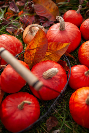 Close up of small orange pumpkins in metal basket. Fall harvest. Thanksgiving mood. Vegetables surrounded with fallen leavesの写真素材