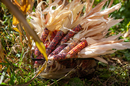 Close up of colorful corncobs in basket. Harvesting ornamental corn in fall garden. Red purple pink...