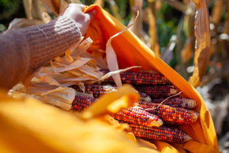 Close up of colorful corncobs. Gardener harvesting ornamental corn in fall garden. Farmer grows maize for fall decor.の写真素材