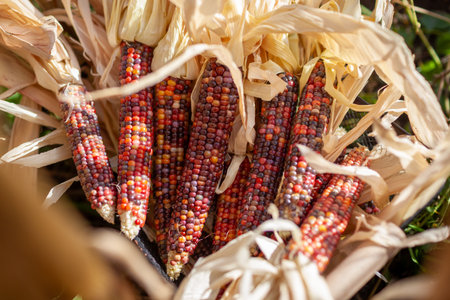 Close up of colorful corncobs. Harvesting ornamental corn in fall garden. Red purple pink maize for fall decor.の写真素材