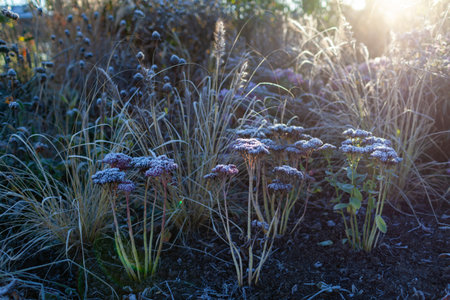 Snowy winter garden with sedums, coneflowers and ornamental grasses. Flowerbed with perennial plants covered with ice in the morning.の写真素材