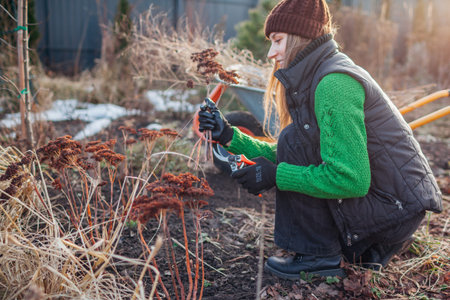 Portrait of woman gardener cutting back dry perennials and ornamental grasses in spring garden....