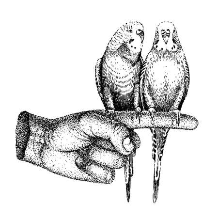 Vector sketch with birds in retro style. Vintage black and white template for tattoo, poster, print or t-shirt. Two parrots sit on the index finger.のイラスト素材