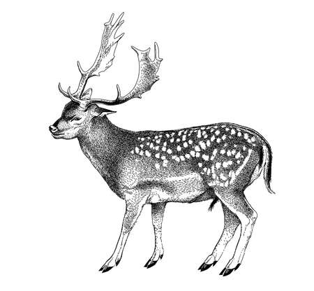 Spotted deer with horns. Cervus nippon. Dappled sika deer. Hand drawn realistic sketch, graphics monochrome raster illustration on white background.の写真素材
