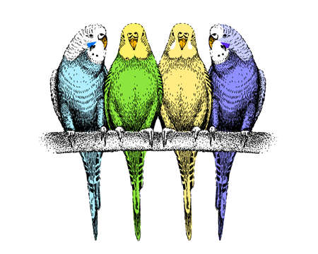 Colored budgerigars sketch. Four common, shell parakeets. Group of tropical exotic birds sitting on branch. Hand-drawn budgies. Cute wavy parrots.のイラスト素材