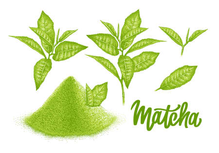 Matcha. Powder and branch leaves green tea. Realistic sketch. Japanese beverage. Pointillism. Hand-drawn illustration, engraved vector with lettering.のイラスト素材