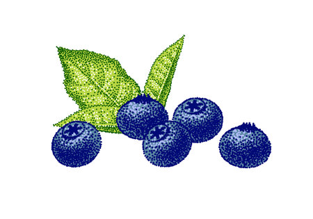 Blueberry colored sketch, vector illustration. Blue blueberries: five organic berries with green leaves. Hand drawn, vintage on white background.のイラスト素材