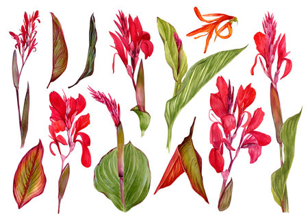 A set of watercolor illustrations of a canna lily flower. Set of illustrations with tropical flowers and leaves for background, texture, wrapper pattern, frame or border.の写真素材