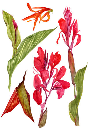 A set of watercolor illustrations of a canna lily flower. Set of illustrations with tropical flowers and leaves for background, texture, wrapper pattern, frame or border.の写真素材