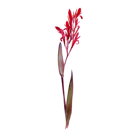 Isolate watercolor illustration of canna lily flower on white background. Illustration of a tropical flower with leaves for background,texture, wrapper pattern, frame or border.の写真素材