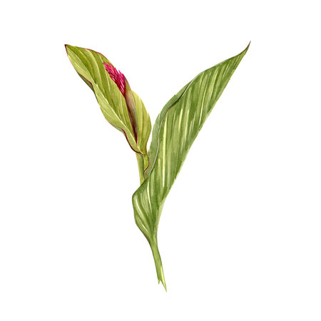 Isolate watercolor illustration of canna lily flower on white background. Illustration of a tropical flower with leaves for background,texture, wrapper pattern, frame or border.の写真素材