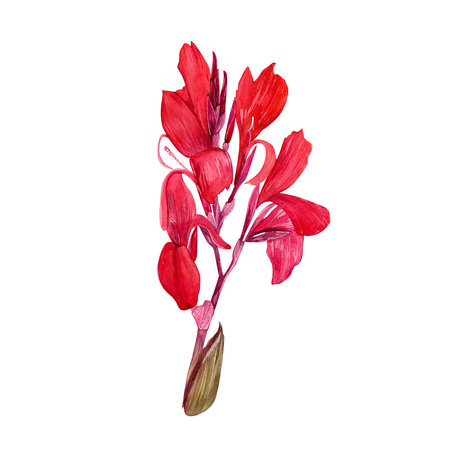 Isolate watercolor illustration of canna lily flower on white background. Illustration of a tropical flower with leaves for background,texture, wrapper pattern, frame or border.の写真素材
