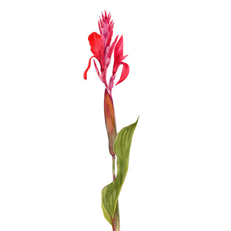 Isolate watercolor illustration of canna lily flower on white background. Illustration of a tropical flower with leaves for background,texture, wrapper pattern, frame or border.の写真素材