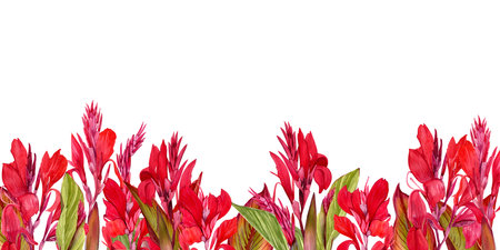 Wide banner with watercolor illustrations of canna lily flower on white background. Banner with illustrations of tropical red flowers and greenery.の写真素材