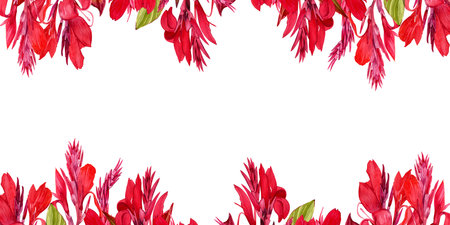 Wide banner with watercolor illustrations of canna lily flower on white background. Banner with illustrations of tropical red flowers and greenery.の写真素材