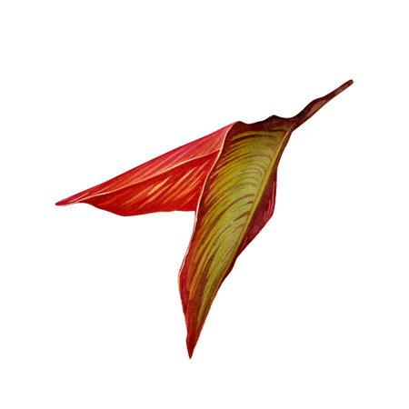 Isolate watercolor illustration of a canna lily leaf on a white background. Illustration of a tropical flower with leaves for background, texture, wrapper pattern, frame or border. hand drawn illustrations.の写真素材