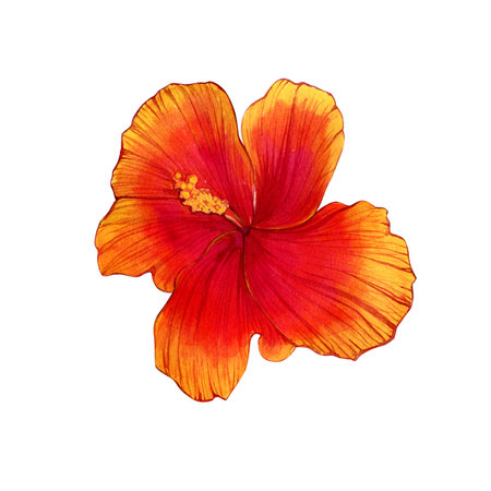 Watercolor hand-drawn illustrations of hibiscus hawaii flowers. Isolated illustrations on a white background. tropical flowers.の写真素材