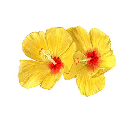 Watercolor hand-drawn illustrations of hibiscus hawaii flowers. Isolated illustrations on a white background. tropical flowers.の写真素材