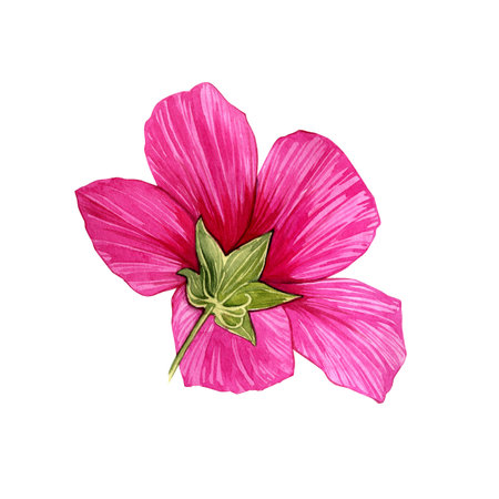 Watercolor hand-drawn illustrations of hibiscus hawaii flowers. Isolated illustrations on a white background. tropical flowers.の写真素材