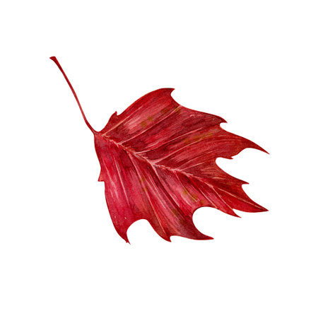 Autumn red Maple Leaf. Watercolor hand illustration of an isolate on a white background.の写真素材