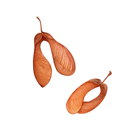 Winged maple. Watercolor hand illustration of an isolate on a white background.の写真素材