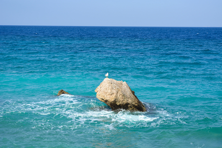 Seascape with a seagull standing on the coastal stone, the Aegaen, Greeceの写真素材