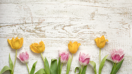 Top view of bright beautiful tulips on the white wooden background, flat lay.の写真素材