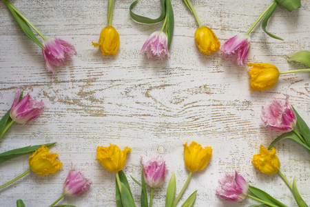 Top view of bright beautiful tulips on the white wooden background, flat lay.の写真素材