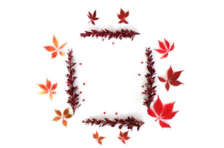 Frame made of autumn leaves, berries. Flat lay, copy space. isolated.の写真素材