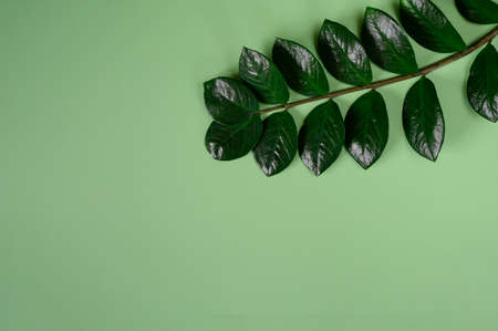 Green leaves of Zamioculcas plant on green background. Top view. Copy space. Home gardening concept.