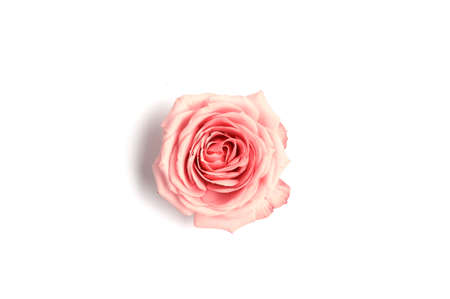 Beautiful pink rose isolated on white background. Top view. Copy space.の写真素材