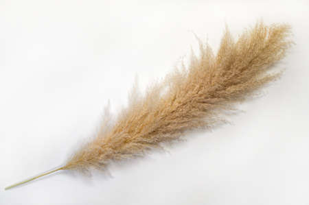 Pampas grass on white background. Cortaderia selloana. Top view. Copy space.の写真素材