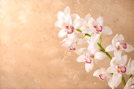 Beautiful white orchid flower on beige background. Close-up, copy space. Front view.の写真素材