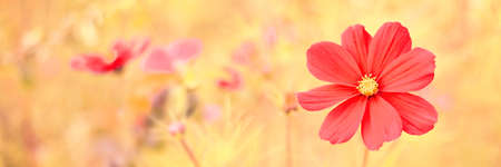 Red flower in the summer green garden. Beautiful blooming.の写真素材