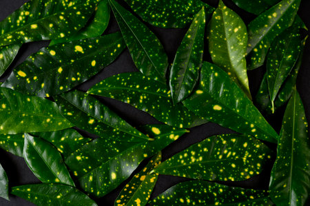 Closeup green leaves background, pattern, natural foliage textured. Top viewの写真素材