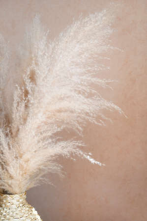 Pampas grass in a wicker vase on beige background. Cortaderia selloana. Front view. Home decor.の写真素材