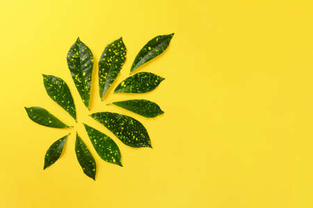 Tropical green leaves on yellow background. Flat lay. top view. Copy space. Summer creative concept for your design.の写真素材