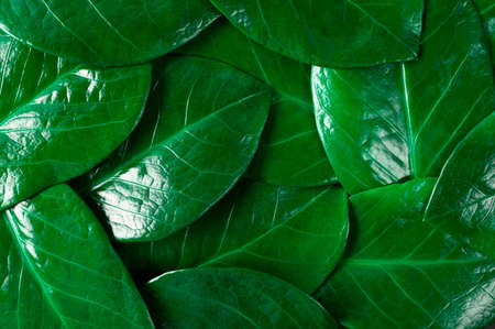 Closeup green leaves background, pattern, natural foliage textured. Top view