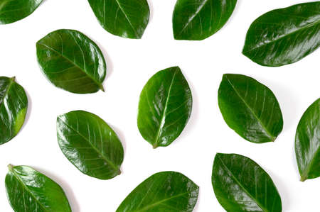 Summer pattern with green tropical leaves on white isolated background. Flat lay. top view. Zamioculcas home plantの写真素材