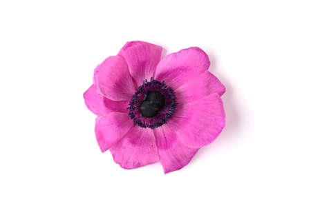 Beautiful anemone flower isolated on white background. Spring, summer season. Top view. Copy space.の写真素材