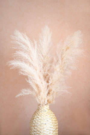 Pampas grass in a wicker vase on beige background. Cortaderia selloana. Front view. Home decor.