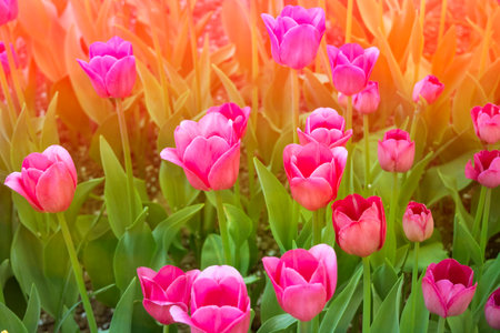 Bright pink colorful tulip blossoms in spring park at sunset. Beautiful blooming flowers in the garden.の写真素材