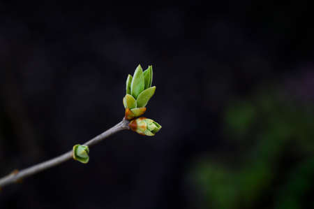 A green bud on a branch in spring with dark background. Blossom in the garden, fresh leaves.