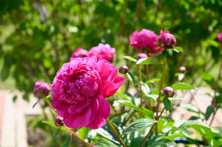 Pink peonies on green background in the summer garden.の写真素材