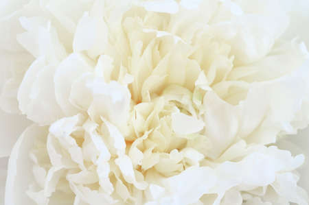 Abstract beautiful white peony flower background. Top view.の写真素材