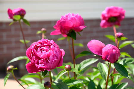 Beautiful pink peonies in the summer garden.の写真素材