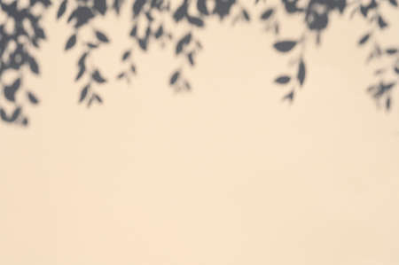 Abstract background with shadows of the leaves on a beige wall.の写真素材