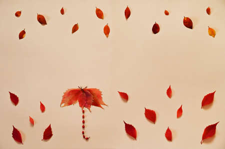 Flatlay of rain and umbrella made of autumn leaves and berries.の写真素材